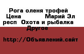 Рога оленя трофей › Цена ­ 3 500 - Марий Эл респ. Охота и рыбалка » Другое   